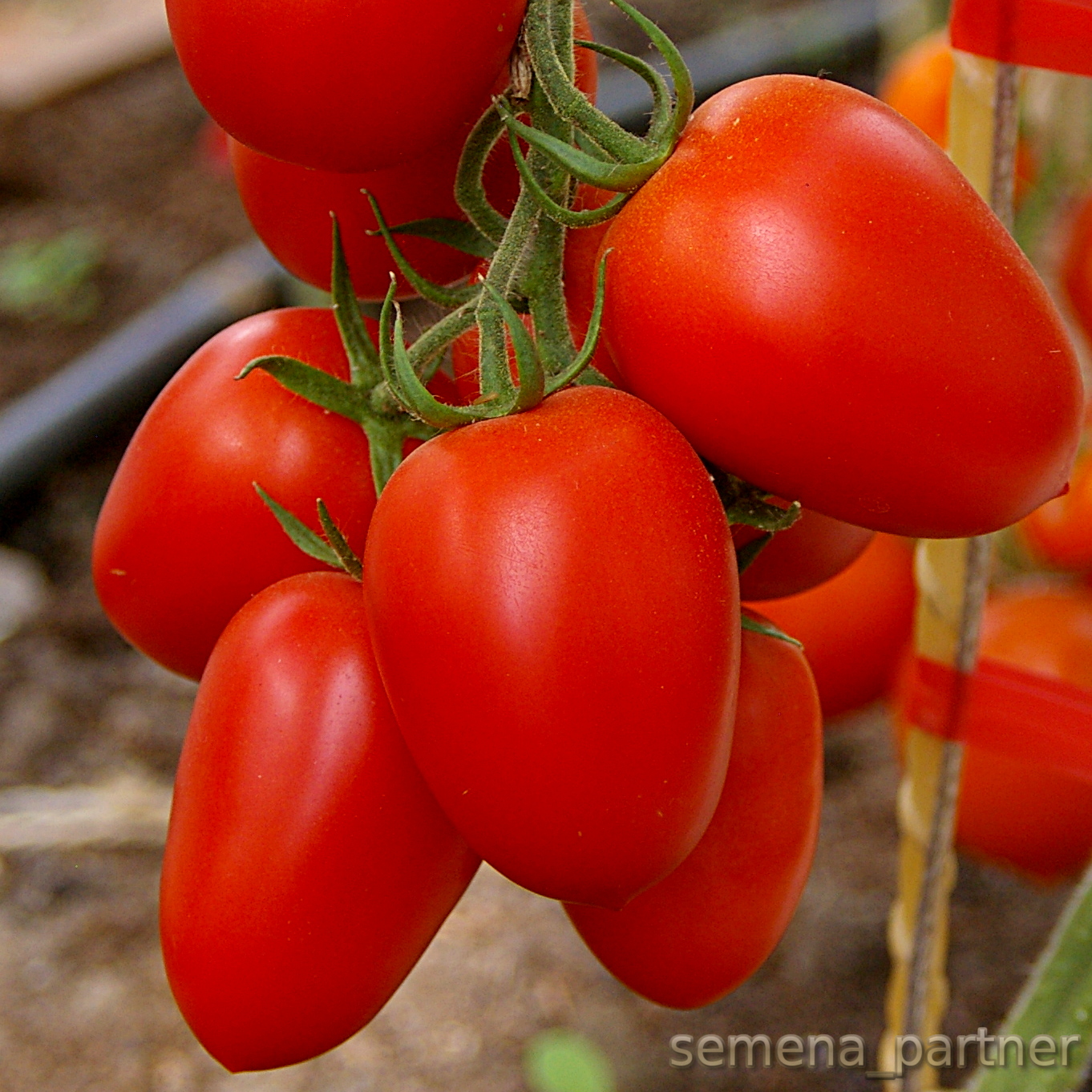 Семена урожайных томатов. Томат Марселон f1. Партнер томат Марселон f1. Марселон гибрид томат.
