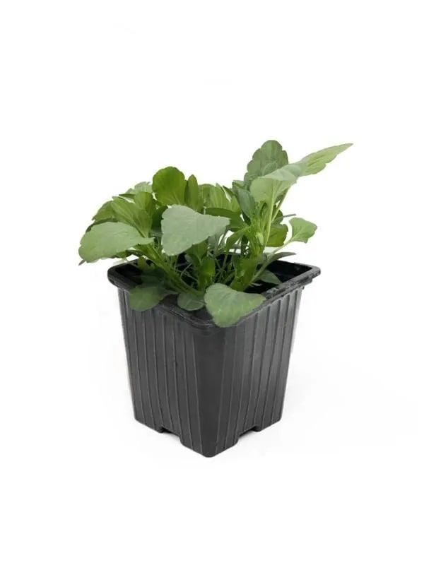 Рассада Виола БАХРОМЧАТАЯ в ассортименте 0,5л, изображение 2