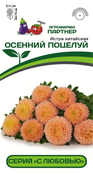 Партнер Астра китайская ОСЕННИЙ ПОЦЕЛУЙ ^(5шт в амп)