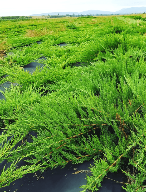 Агротекс 80 (3,2*10м) чёрный, изображение 6