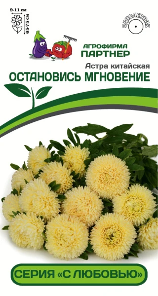 Партнер Астра китайская ОСТАНОВИСЬ МГНОВЕНИЕ ^(5шт в амп)