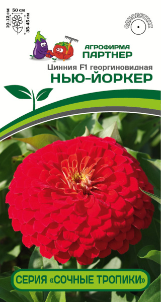 Партнер Цинния F1 НЬЮ-ЙОРКЕР / георгиновидная ^(4шт) 