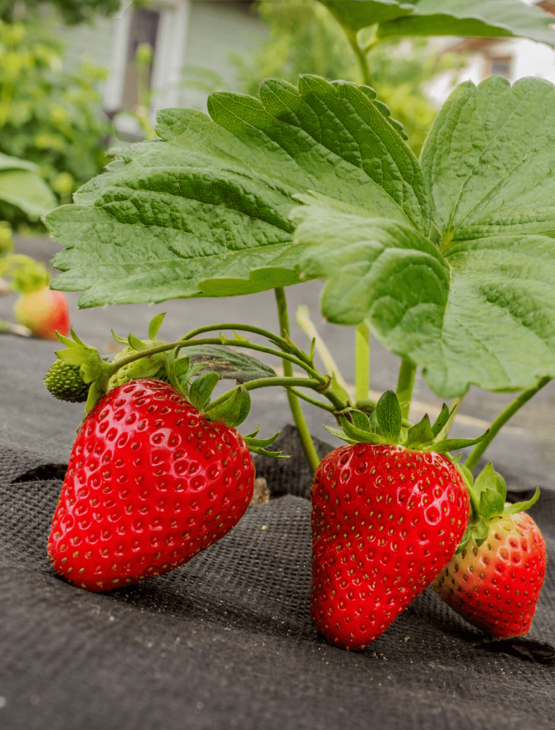 Агротекс 80 (1,6*10м) чёрный, изображение 4