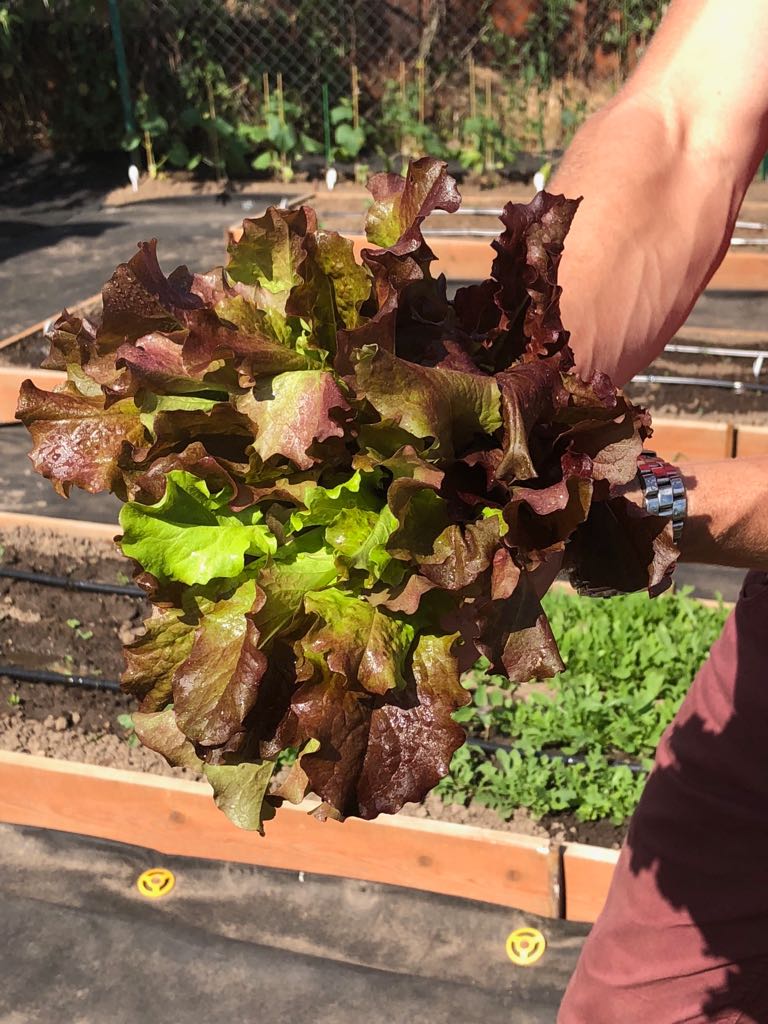 Партнер Салат листовой РОСЕЛЛА ^(1г), изображение 1