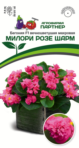 Партнер Бегония F1 вечноцветущая махровая МИЛОРИ РОЗЕ ШАРМ ^(5шт в амп)