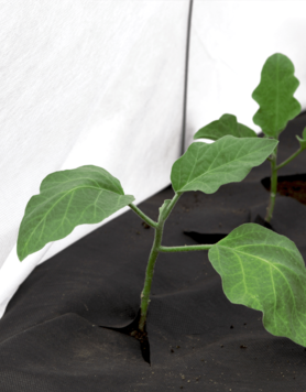 Агротекс 42 (3,2*10м), изображение 3