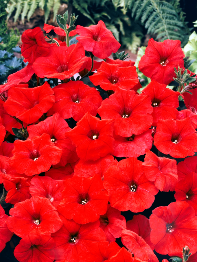 Партнер Петуния серия "Ма Шери" ФРАНЧЕСКА F1 / многоцветковая полуампельная^(5шт в амп), изображение 1