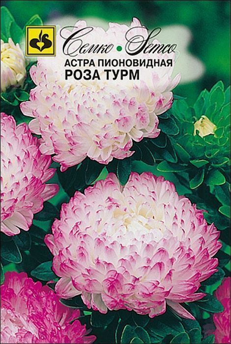 Семко Цветы Астра пионовидная РОЗА ТУРМ ^(0,5г) фото, описание