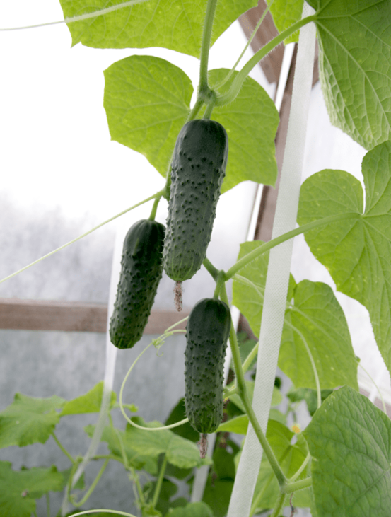 Агротекс 60 (1,6*10м), изображение 4