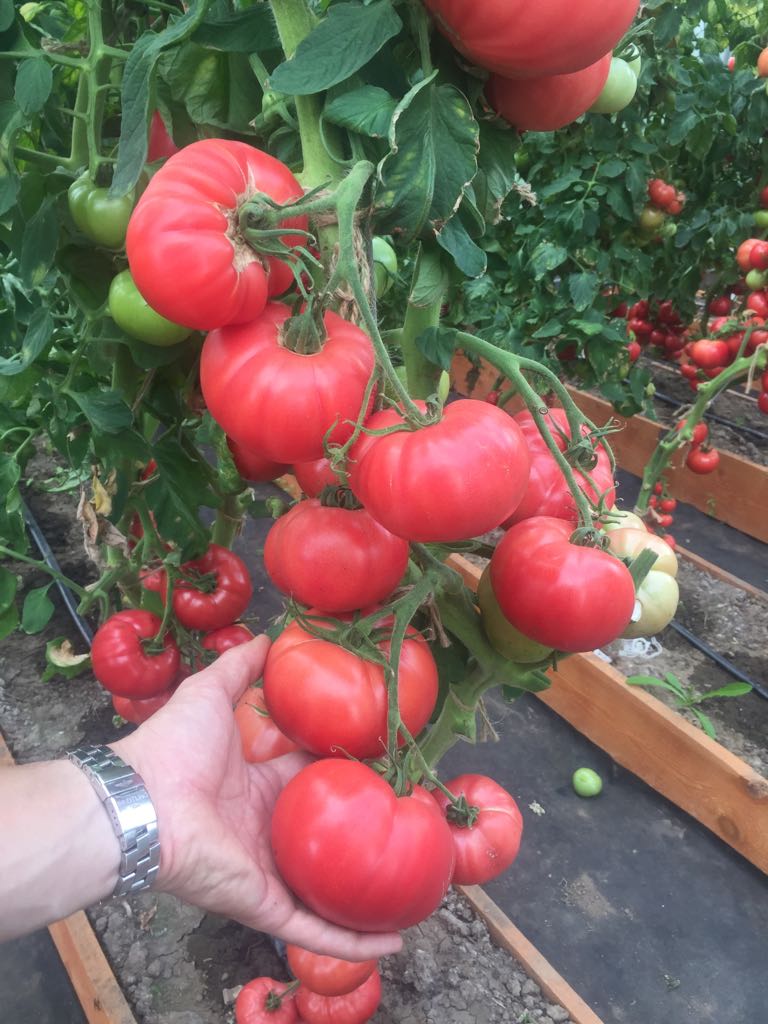 Партнер Томат ФАМИЛИЯ F1 ^(10шт) 2-ной пак, изображение 6