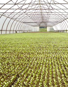 Агротекс 60 (1,6*10м), изображение 3