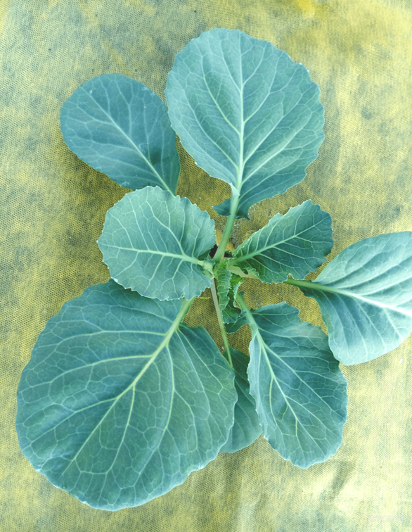 Агротекс Комплект для Капусты, изображение 3