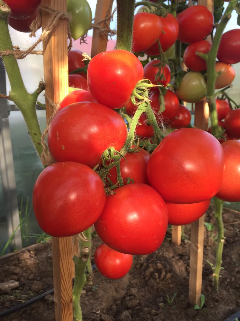 Партнер Томат АНТЮФЕЙ F1 ^(0,1г) 2-ой пак, изображение 5