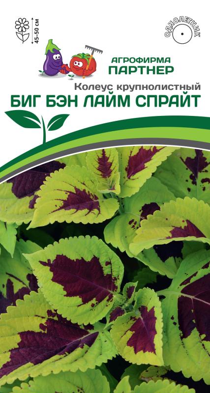 Партнер Колеус БИГ БЭН ЛАЙМ СПРАЙТ / шлемниковидный ^(5шт в амп)