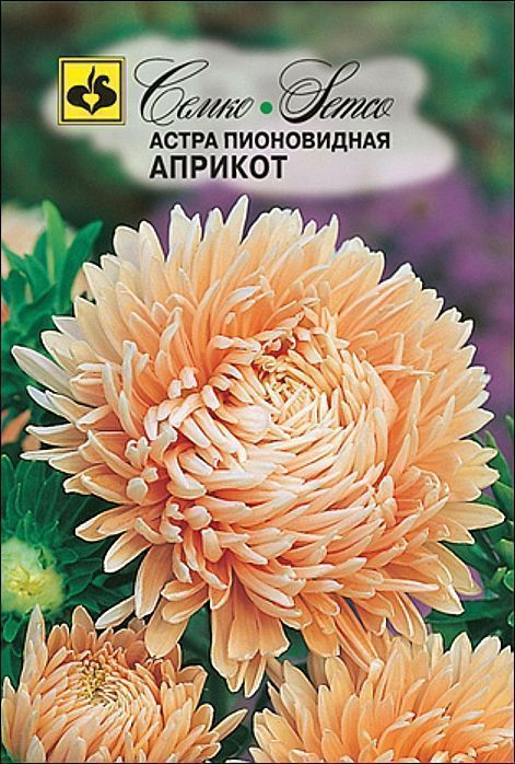 Семко Цветы Астра пионовидная АПРИКОТ ^(0,5г) фото, описание