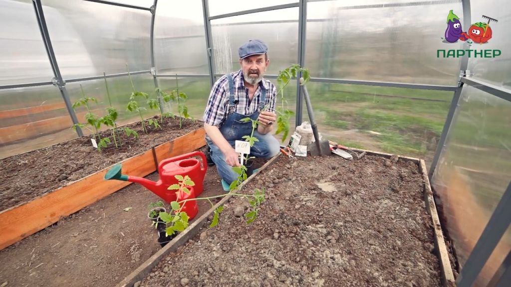 Přerostlá rajčata jak zasadit