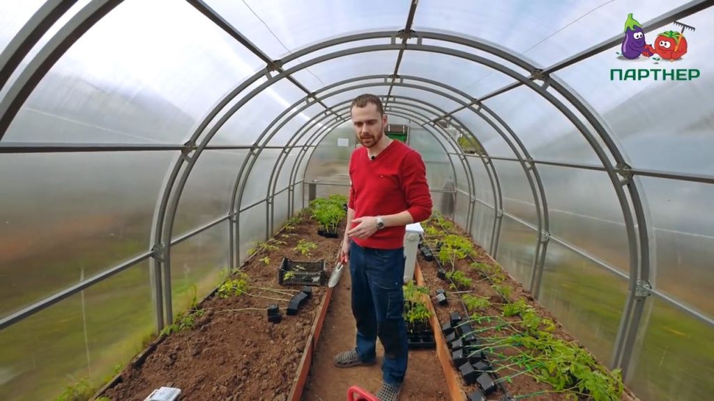 Способ посадки томатов в теплицу лёжа — секреты успешного садоводства