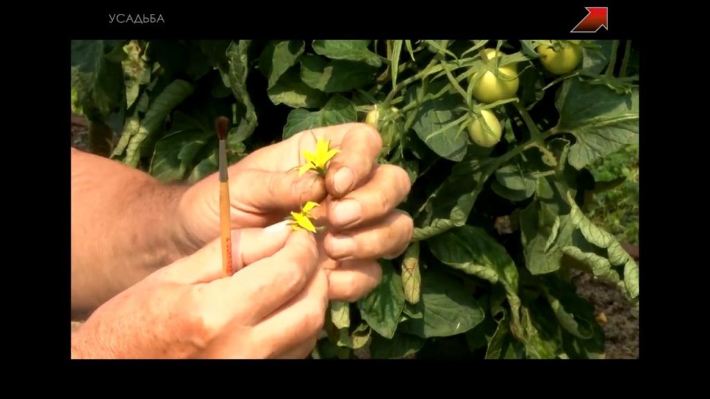 Можно ли собирать семена с гибридов. Как делают гибриды томатов. Как делают гибриды растений.