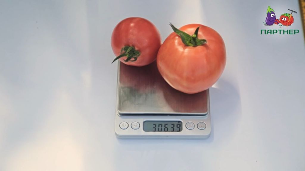 Томат Бокеле описание сорта помидоров характеристики посадка и выращивание болезни и вредители отзывы