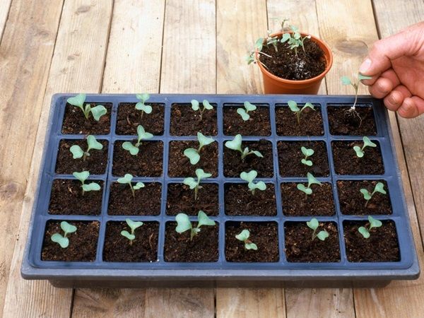 5 правил идеальной рассады капусты: секреты успешного выращивания на своем участке