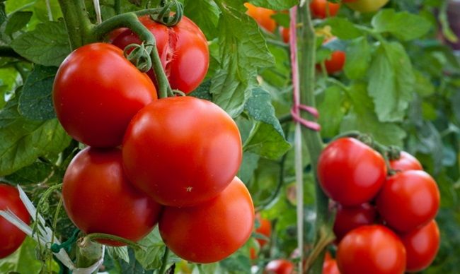 Сорта позднего срока созревания томатов