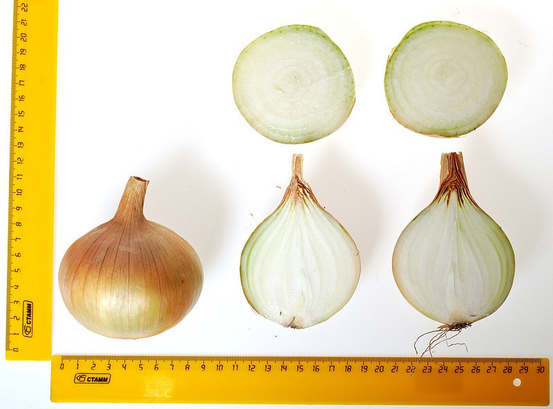 Партнер Лук репчатый КАНТРИ F1 ^(0,5г), изображение 5