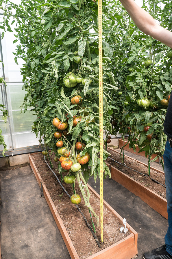 Партнер Томат ПОЛОСАТЫЙ ШОКОЛАД ^(10шт) 2-ной пак, изображение 4