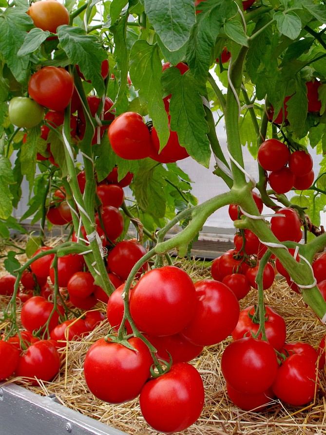 Партнер Томат ЛЮБАША F1 ^(0,1г) 2-ной пак, изображение 3