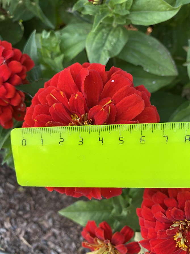 Партнер Цинния F1 ПЕРСИДСКИЙ КРАСНЫЙ / георгиновидная ^(4шт) , изображение 5