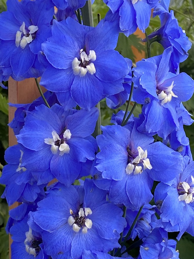 Партнер Дельфиниум F1 новозеландский КОБАЛЬТ ДРИМС ^(3шт), изображение 6