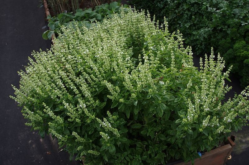 Партнер Базилик МАРИАН зеленый ^(1г), изображение 3