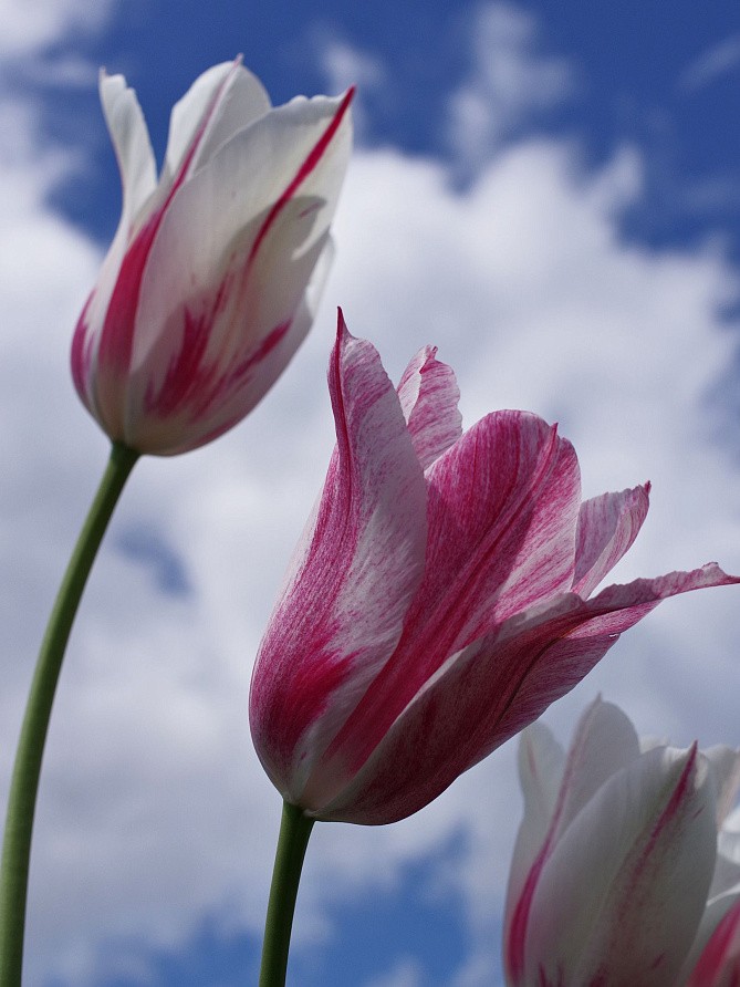 Партнер Тюльпан лилиецветный Мэрилин ^(5шт/уп), изображение 4