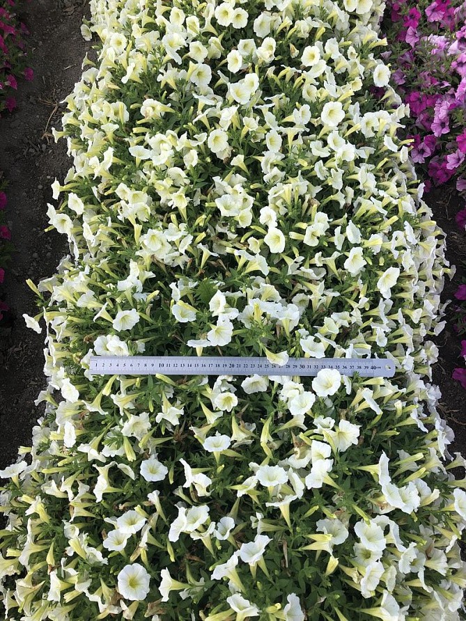 Партнер Петуния серия "Лагуна" АНЖЕЛАЙН F1 /многоцветковая (мини) каскадная лайм ^(5шт в амп), изображение 3