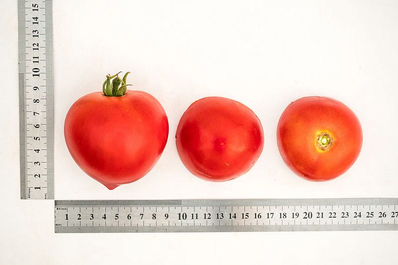 Партнер Томат АНТЮФЕЙ F1 ^(0,1г) 2-ой пак, изображение 2