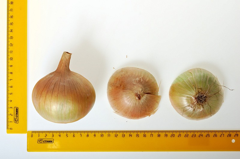 Партнер Лук репчатый КАНТРИ F1 ^(0,5г), изображение 4