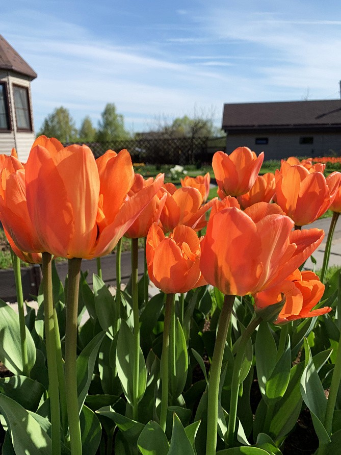 Партнер Тюльпан махровый ранний Монте Оранж ^(5шт/уп), изображение 4