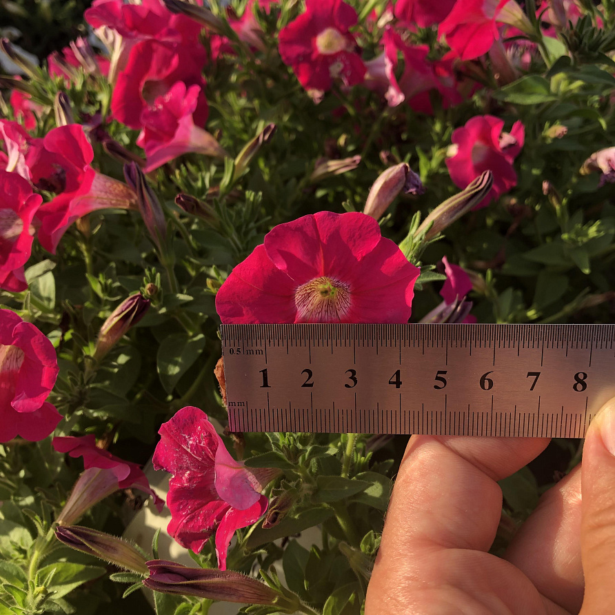 Партнер Петуния серия "Амбре" РОЗЕТТА F1 / многоцветковая каскадная^(5шт в амп), изображение 5