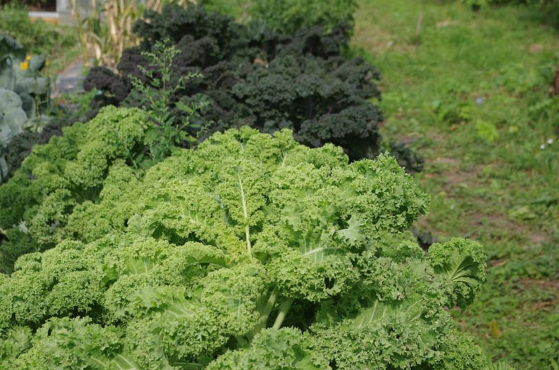 Партнер Капуста листовая кудрявая ТИНТОРЕТО ^(0,3г), изображение 2