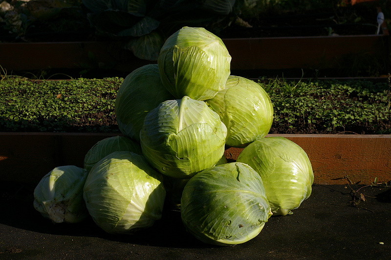 Партнер Капуста б/к ВАЛЕНТИНА F1 ^(0,2г в амп), изображение 1