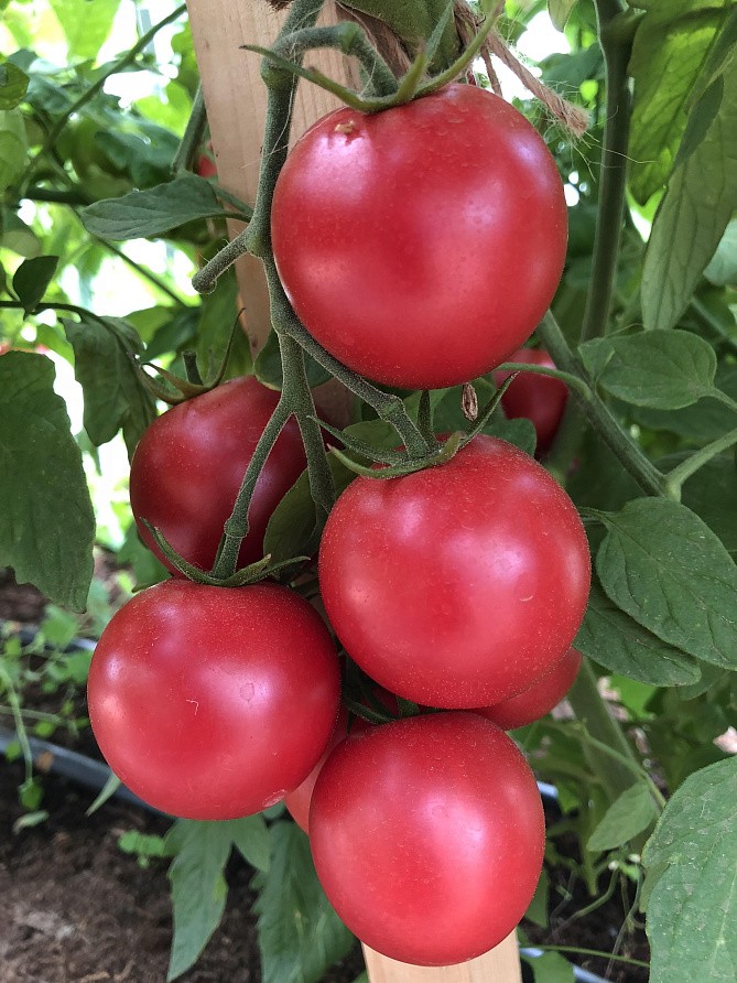 Партнер Томат МАЛИНОВЫЙ ЗЕМЛЕДЕЛЕЦ F1 ^(0,05г) 2-ной пак, изображение 4