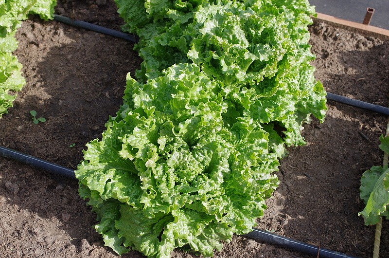 Партнер Салат листовой ГЕРКУЛЕС ^(0,5г), изображение 3