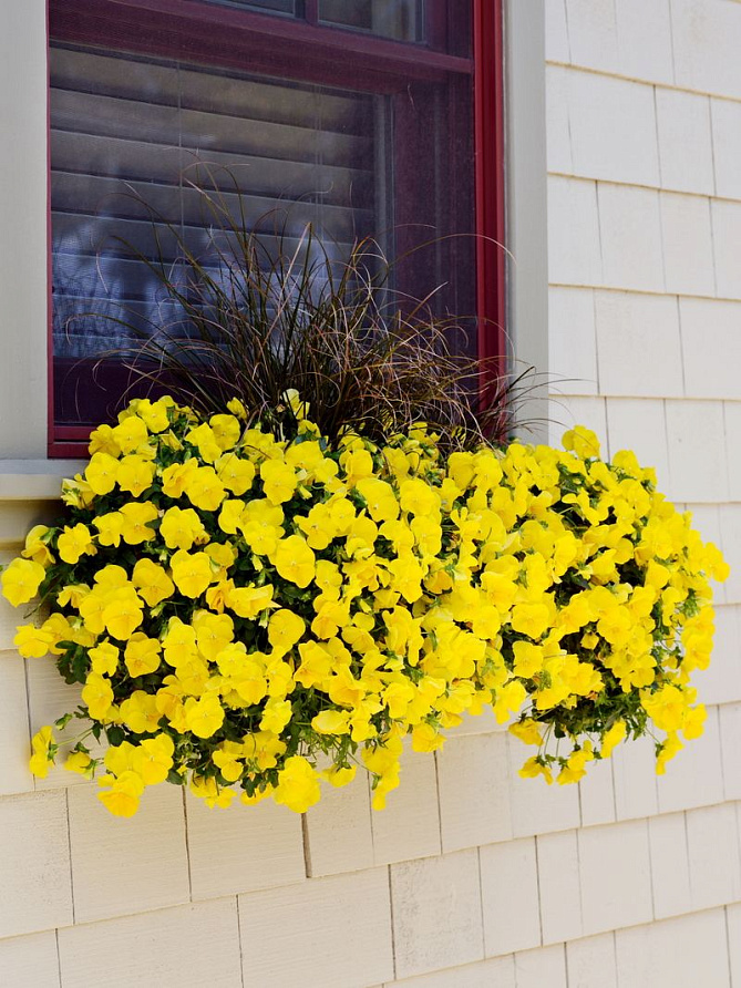 Партнер Виола F1 ампельная КУЛ ВЭЙВ ГОЛДЕН ЕЛЛОУ ^(5шт в амп), изображение 3