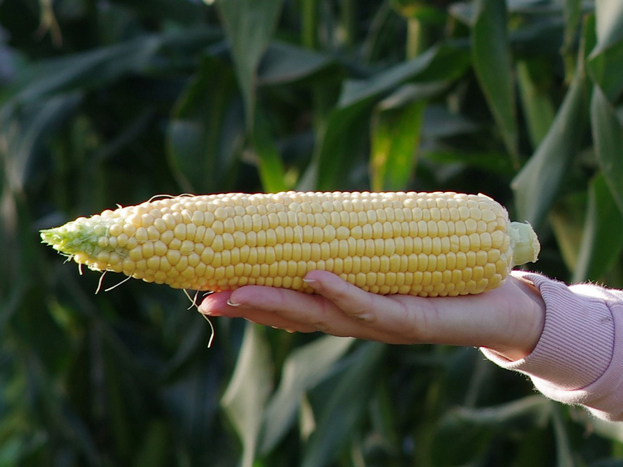 Партнер Кукуруза САММЕР СВИТ F1 ^(3г), изображение 2