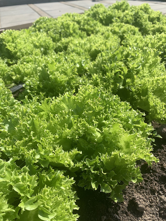 Партнер Салат КУЧЕРЯВЕЦ ПАРТНЕР ^(1г), изображение 2