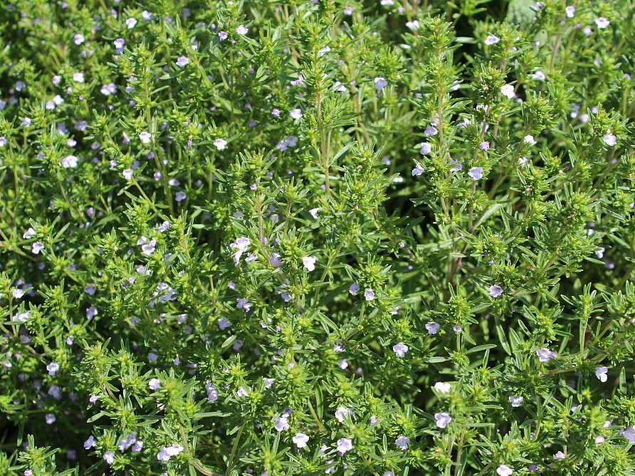 Партнер Чабер садовый АРОМАТНЫЙ ^(0,5г), изображение 2