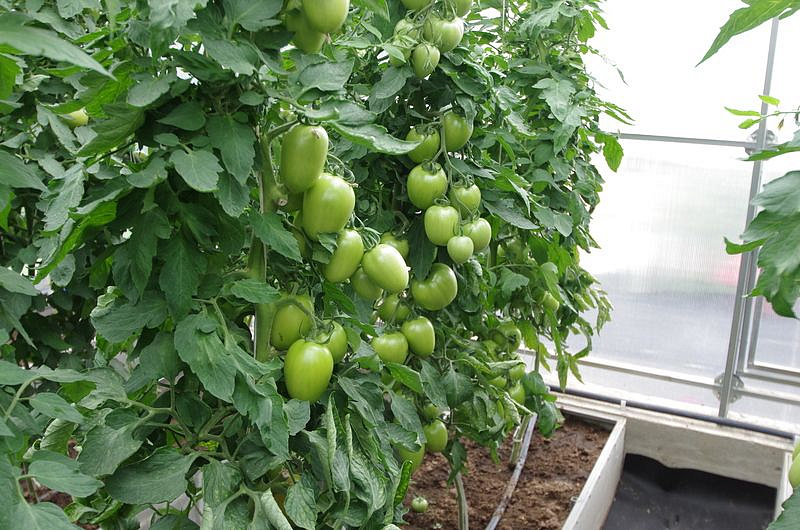 Партнер Томат КАМЕЛОТ F1 ^(5шт) 2-ной пак, изображение 1