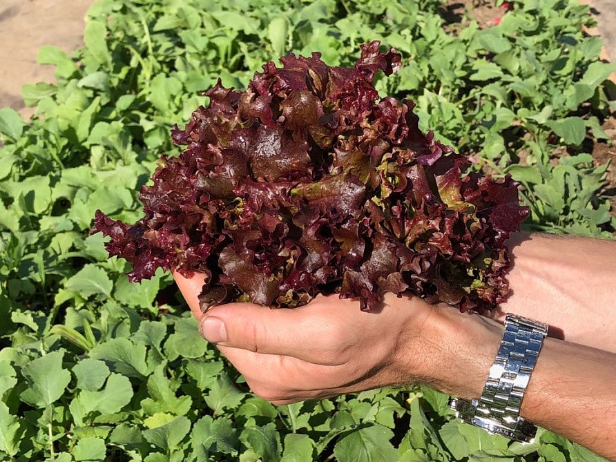 Партнер Салат листовой ЛОЛЛО РОССА ^(0,5г), изображение 1