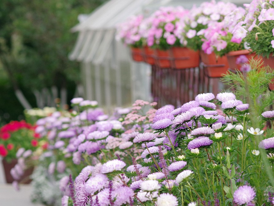 Партнер Астра китайская ЗАЧАРОВАННАЯ ^(5шт в амп), изображение 5