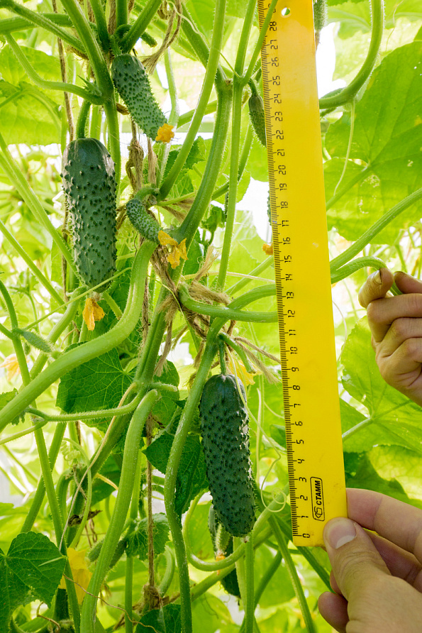 Партнер Огурец ЭСТЕТ F1 ^(5шт), изображение 4