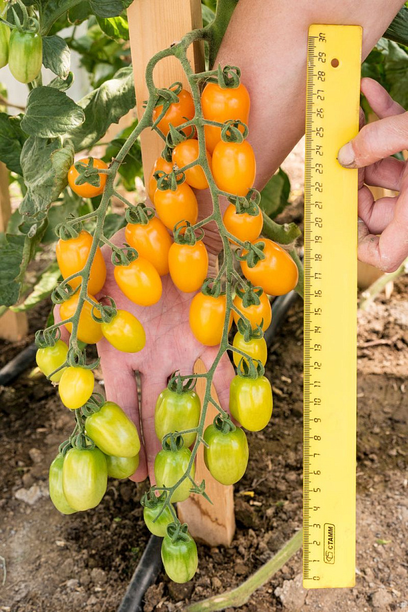 Партнер Томат ЧЕРРИ МАГНИФИКА F1 ^(10шт) 2-ной пак, изображение 3